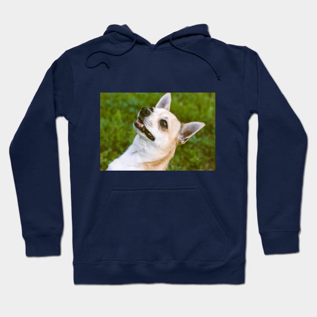 Chiwawa Hoodie by CATS ART